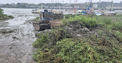 Port de Trentemoult : stopper la prolifération de la jussie