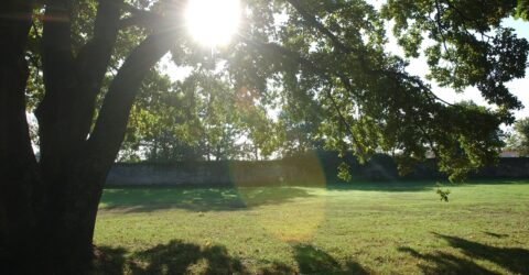 Fortes chaleurs : où trouver de la fraîcheur à Rezé ?