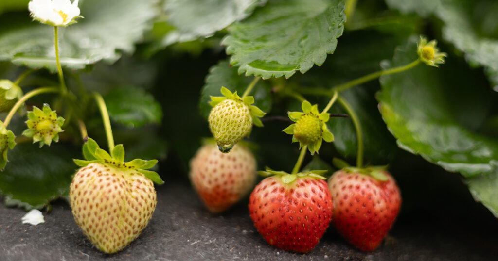 Gros plan sur des fraises