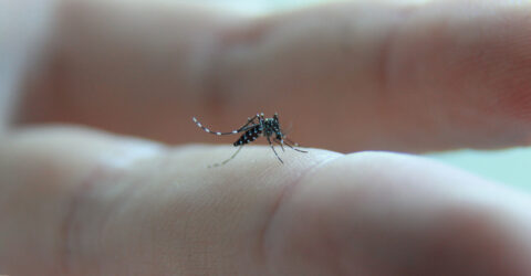 Moustique tigre : mieux le connaître pour en limiter l’expansion